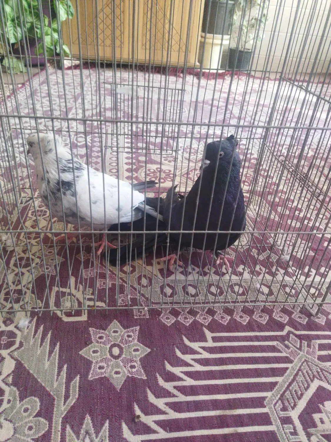 اصفهانی|پرنده|حبیب آباد, |دیوار