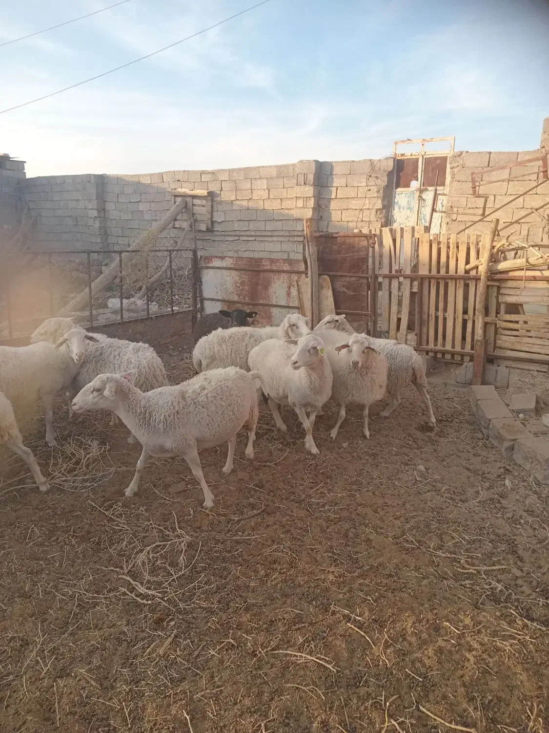 میش لاکن|حیوانات مزرعه|شهر بابک, |دیوار