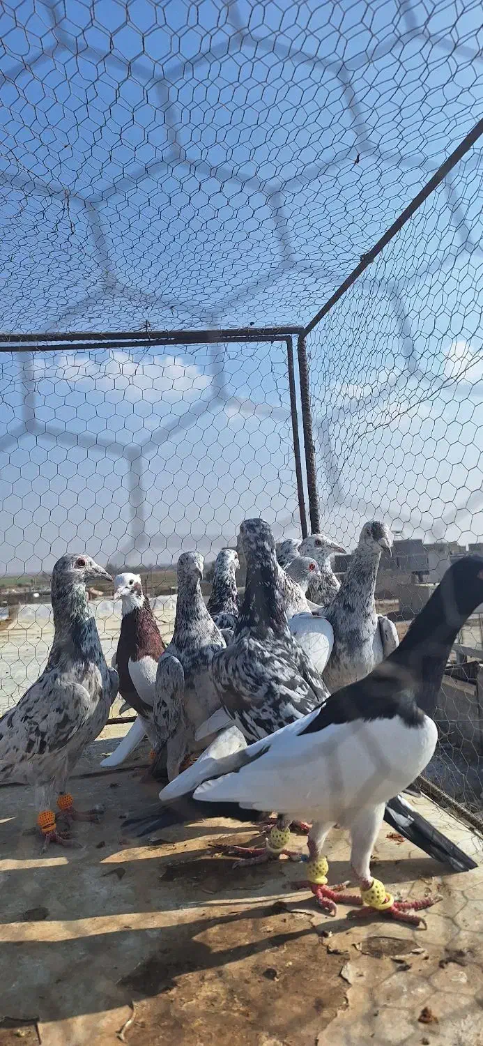 ۱۲تا هفرنگ پرخال همه جوان بشرط|پرنده|الوند, |دیوار