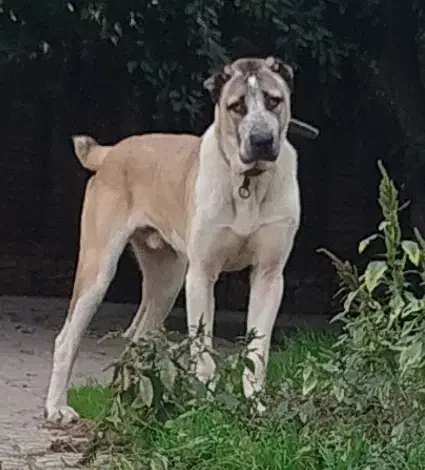 سگ نر الابای اصیل. سرابی افغان پژدر کانگال|سگ|تهران, منیریه|دیوار