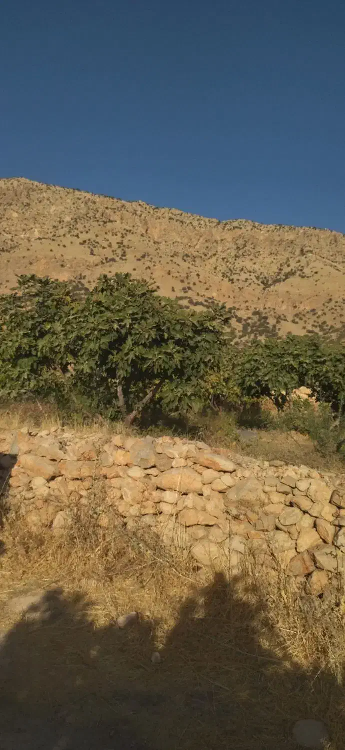 باغ|فروش دفتر صنعتی، کشاورزی، تجاری|دالاهو, |دیوار