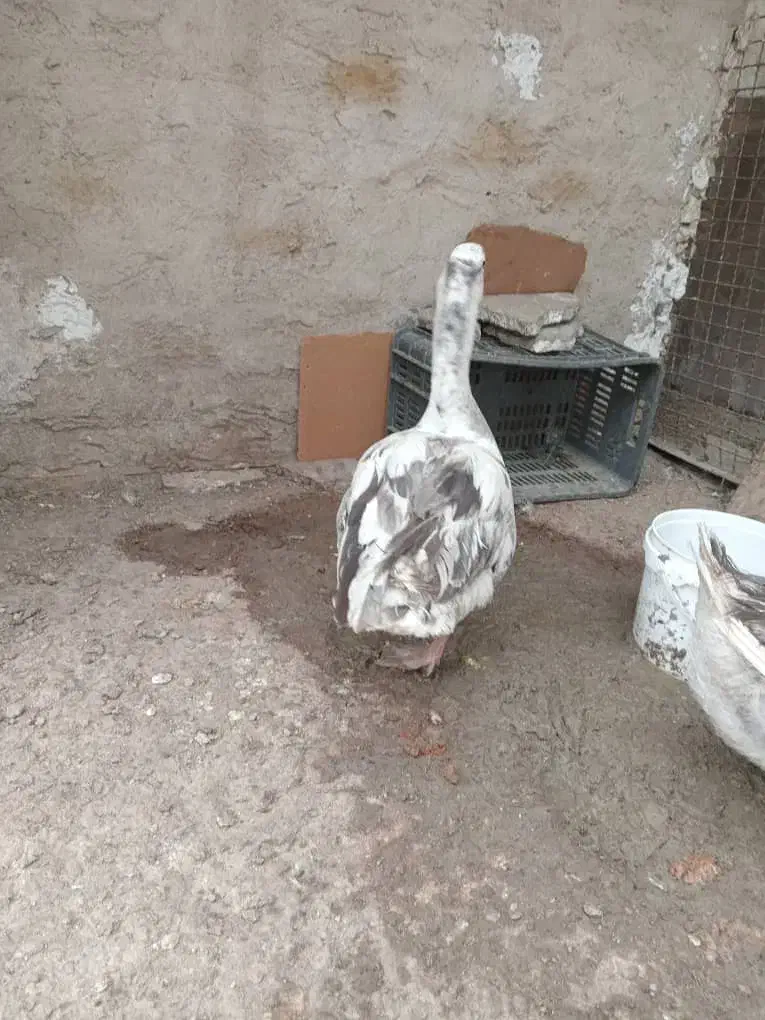 غاز|حیوانات مزرعه|کرج, شهرک جهان‌نما|دیوار