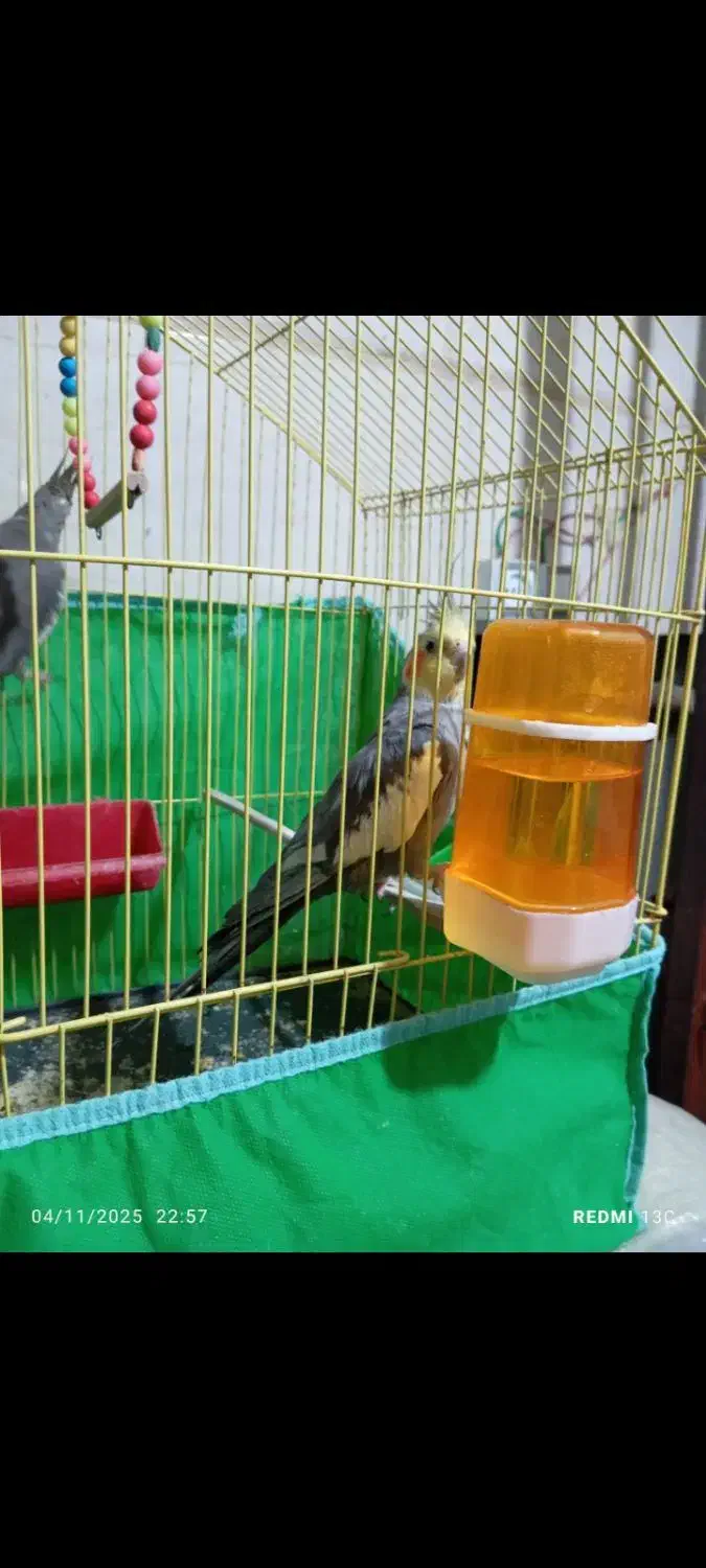 جفت عروس هلندی|پرنده|آبدانان, |دیوار