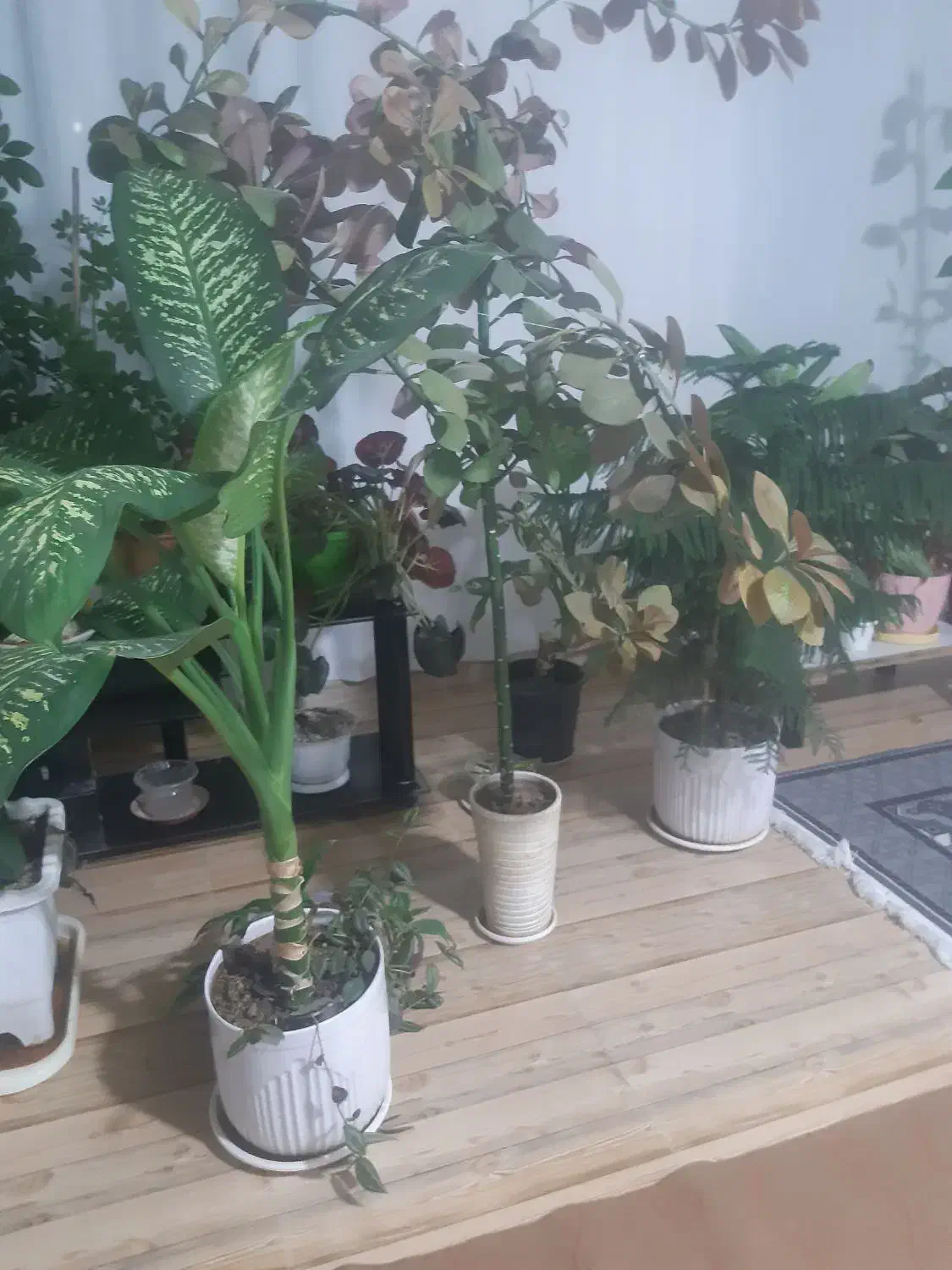 سلام یه تعداد گل کاج ویه تعداد گل زیاد به فروش|گل و گیاه طبیعی|سرپل ذهاب, |دیوار