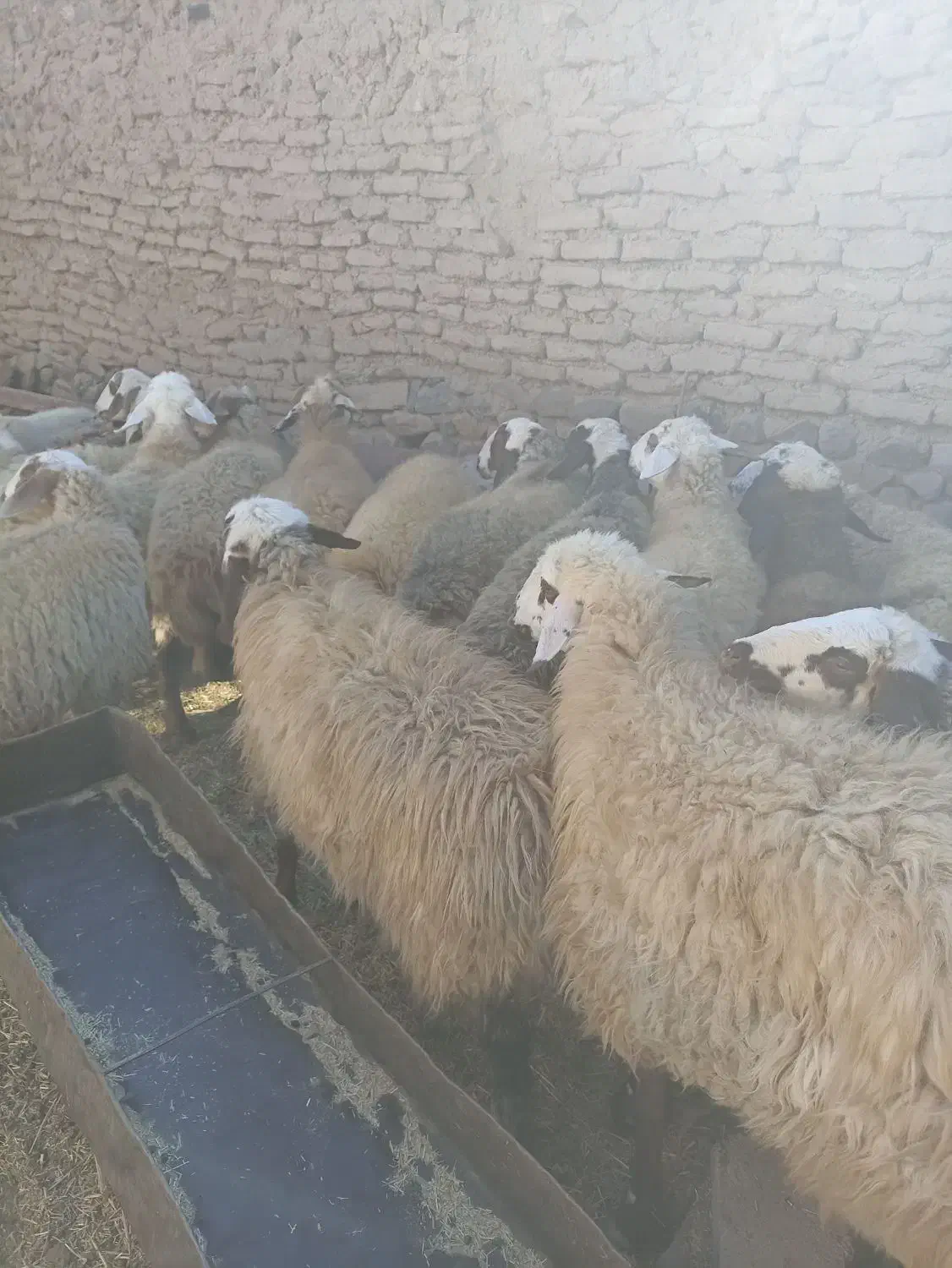 تعداد 18رس میش آبستن اکسرن مایه کردن|حیوانات مزرعه|جوین, |دیوار