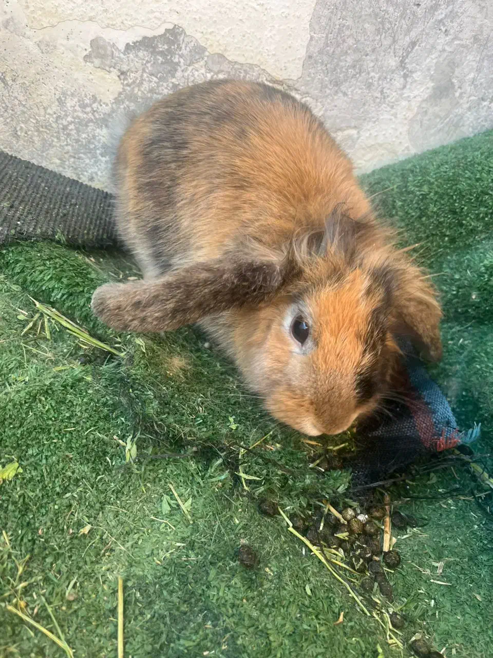 خرگوش|موش و خرگوش|تهران, بوستان سرخه حصار|دیوار