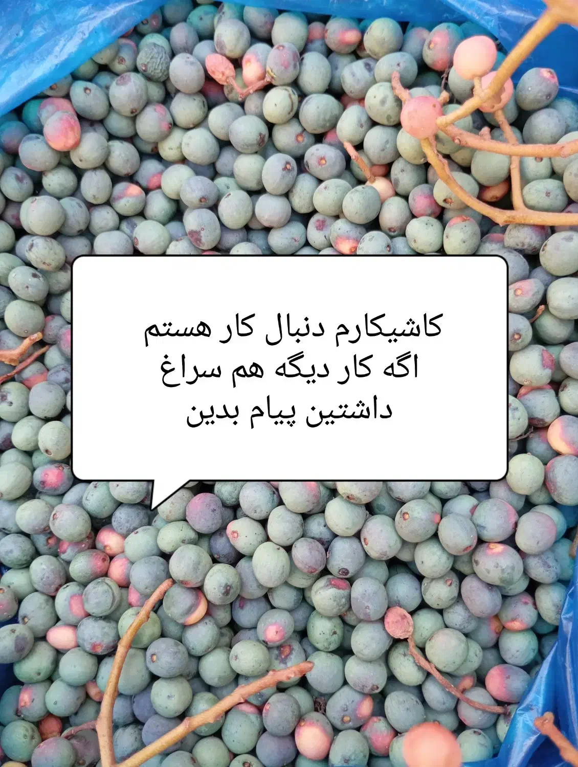 بنه عکس دوم|حراج|خاش, |دیوار