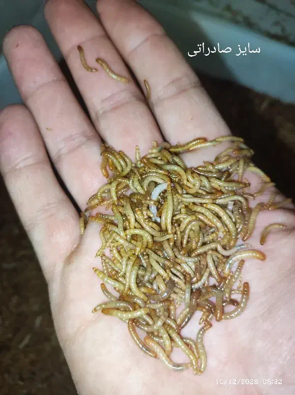 میلورم زنده و خشک|خزنده|مشهد, شهید آوینی|دیوار