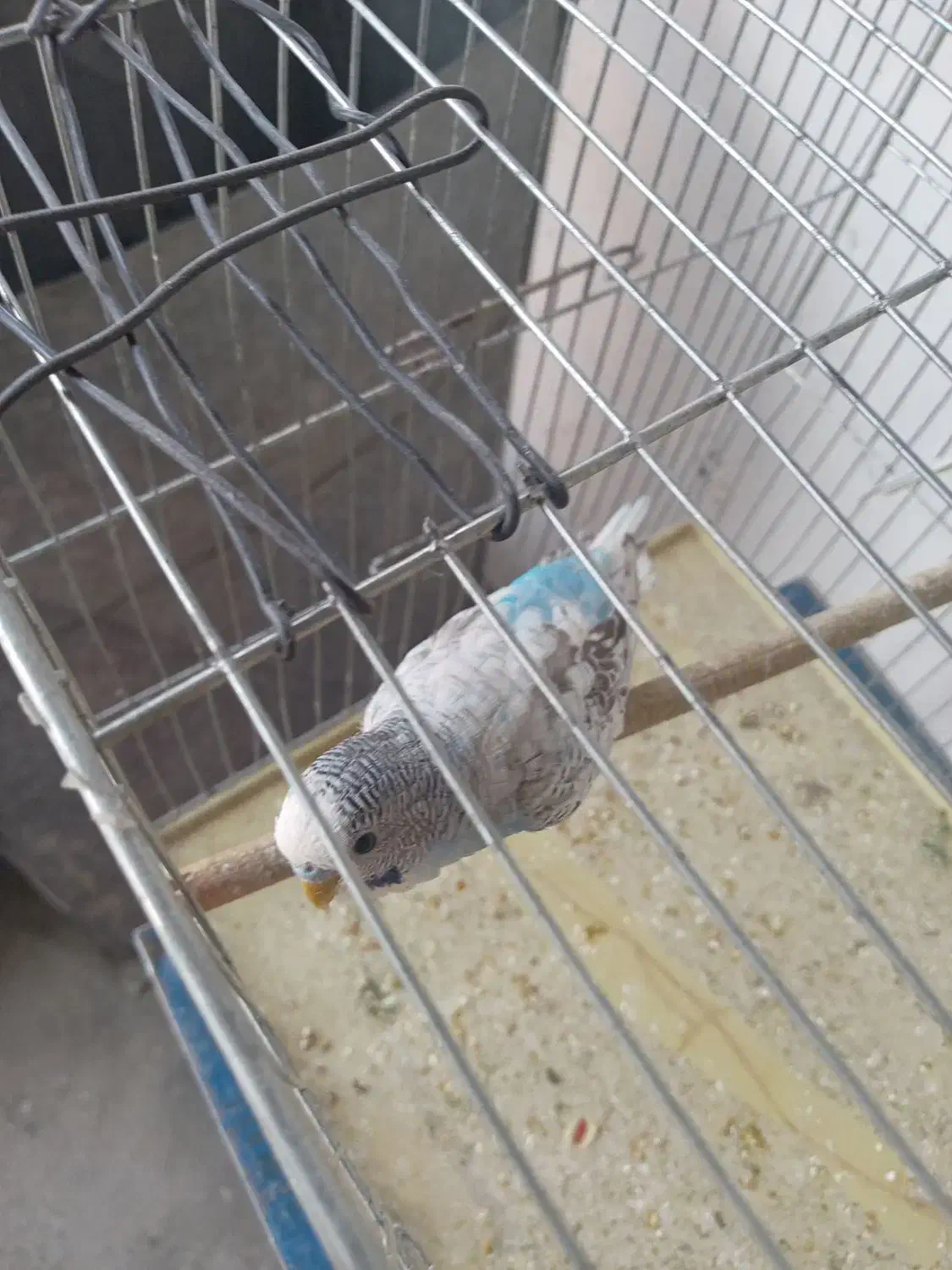 مرغ عشق سبز دستی|پرنده|خمینی‌شهر, |دیوار