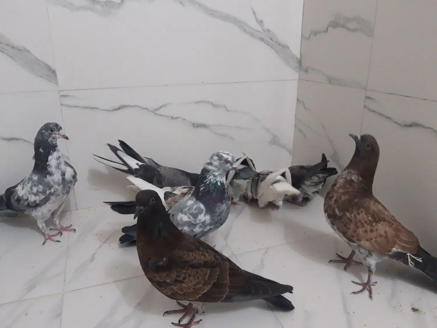 کبوتر جوجه عالی|پرنده|قرچک, پارک جنگلی|دیوار