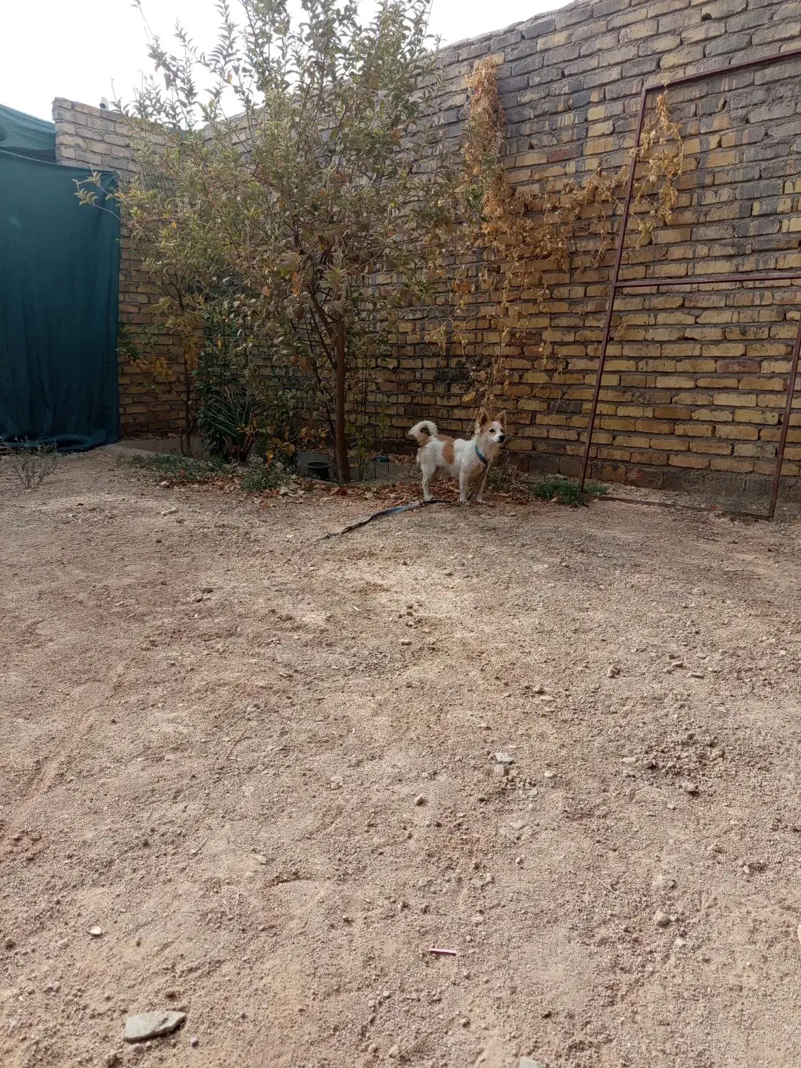 سگ پامر|سگ|اردکان, |دیوار