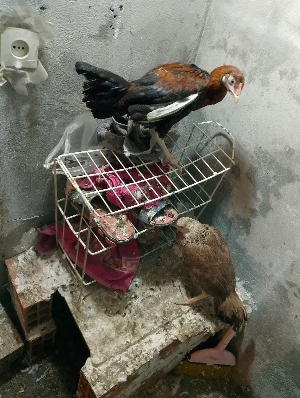 دو تا خروس مرغ لاری نژاد دار|حیوانات مزرعه|آشتیان, |دیوار