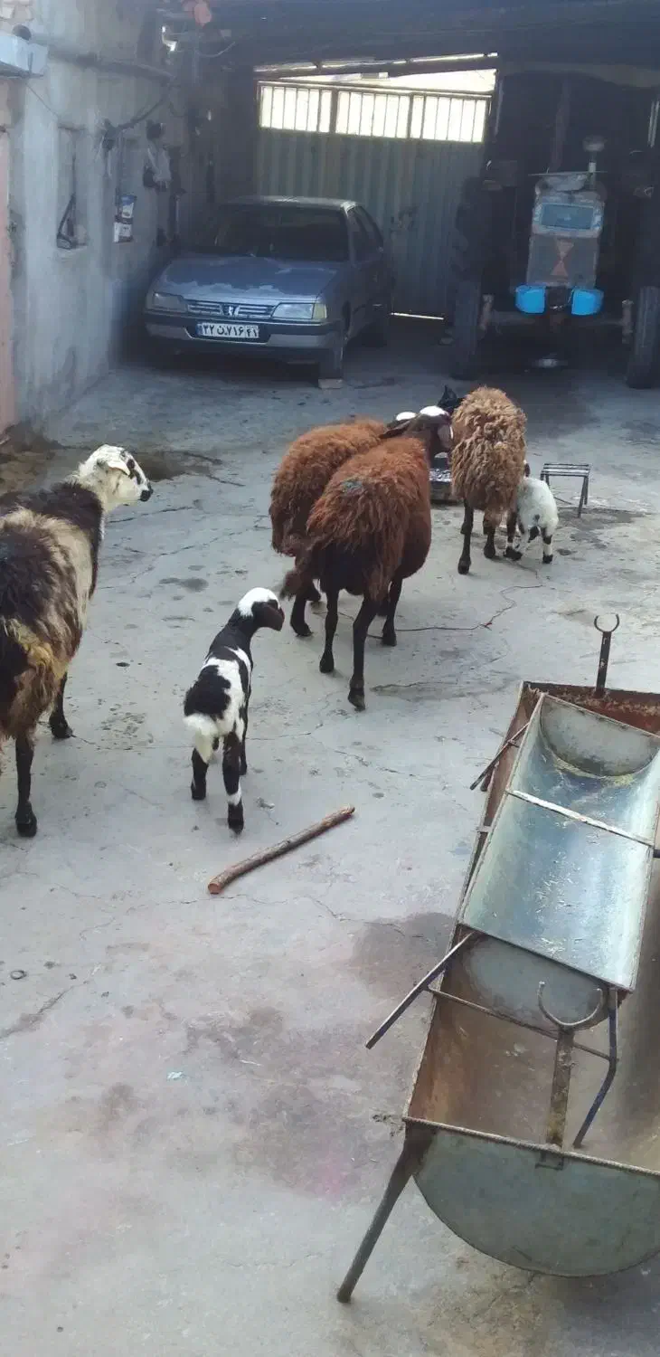 میش و بره و گوسفند|حیوانات مزرعه|بروجرد, |دیوار