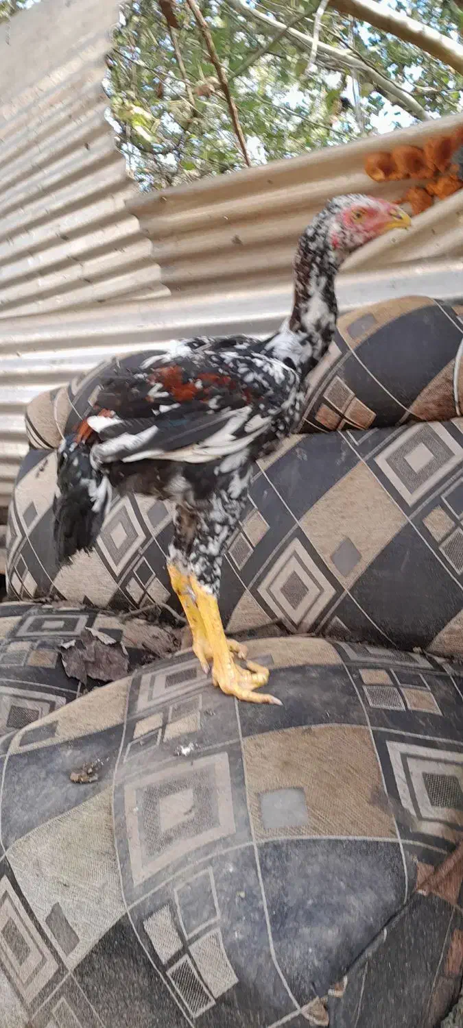 جوجه لاری ۴ماهه|حیوانات مزرعه|رشت, حومه رشت|دیوار