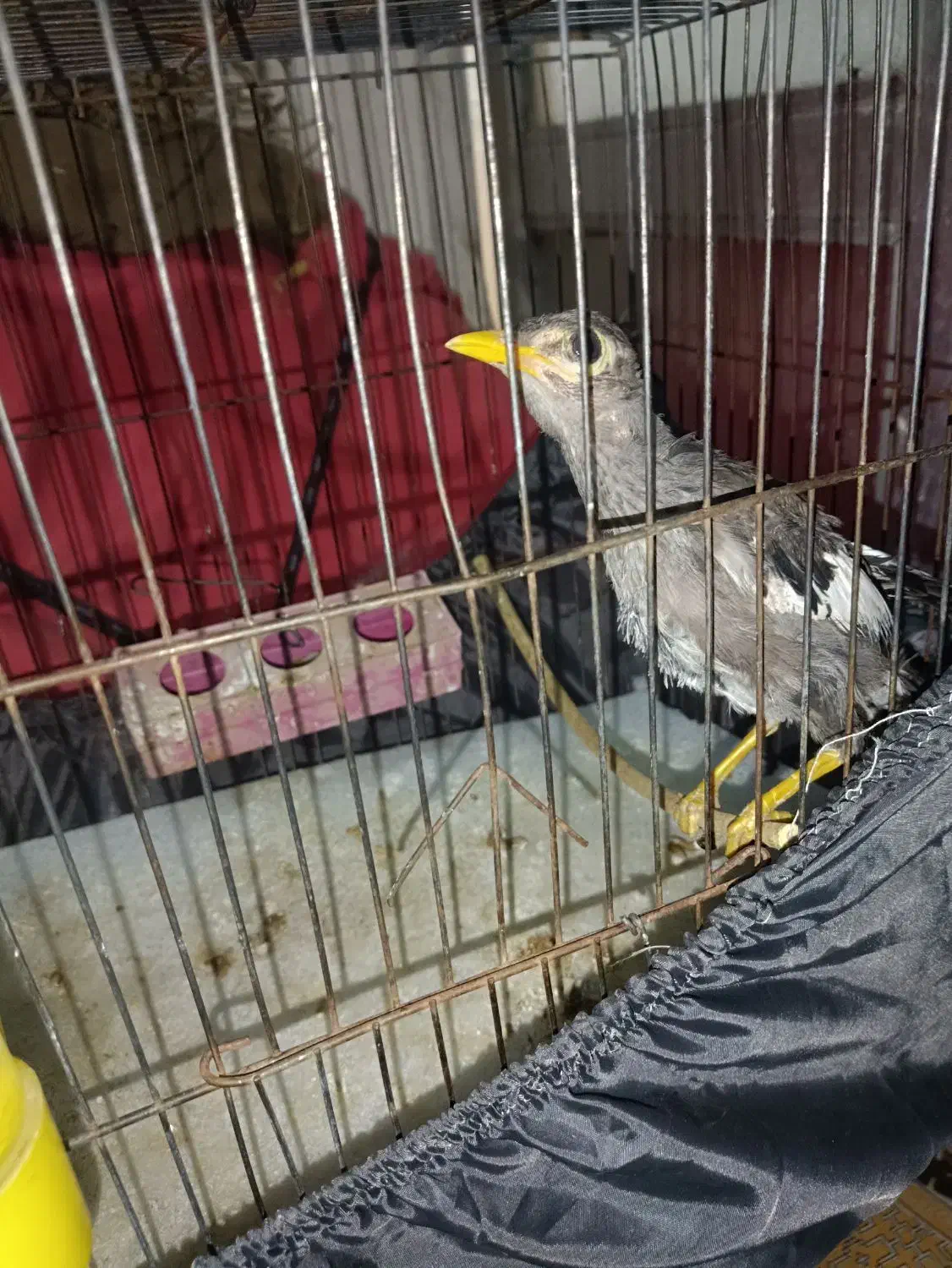 جوجه مرغ مینا|پرنده|بم, |دیوار