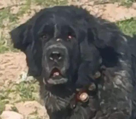 قهدریجانی نره با اصالت و همچی تمام|سگ|کرمان, |دیوار