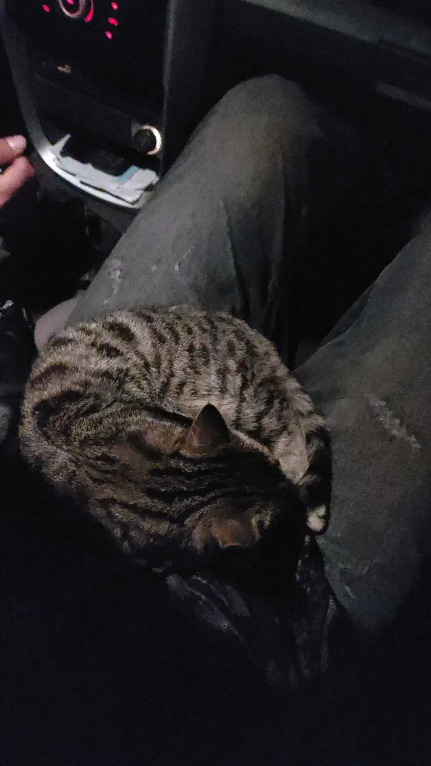 بچه گربه حمایتی|گربه|پیرانشهر, |دیوار