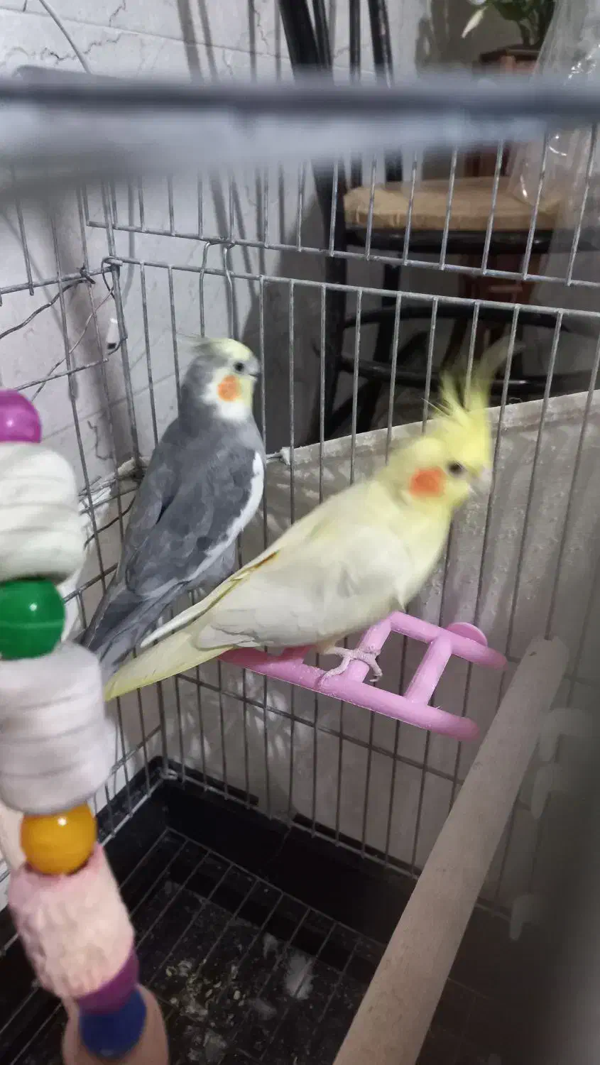 فروش عروس هلندی|پرنده|پاکدشت, پارچین|دیوار