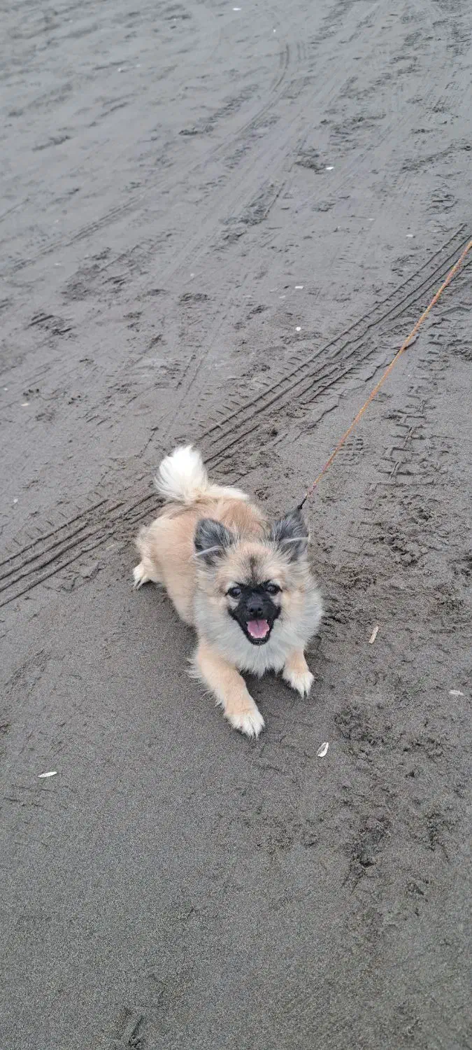 سگ پامرین  (کایلا)|سگ|کیاشهر, |دیوار