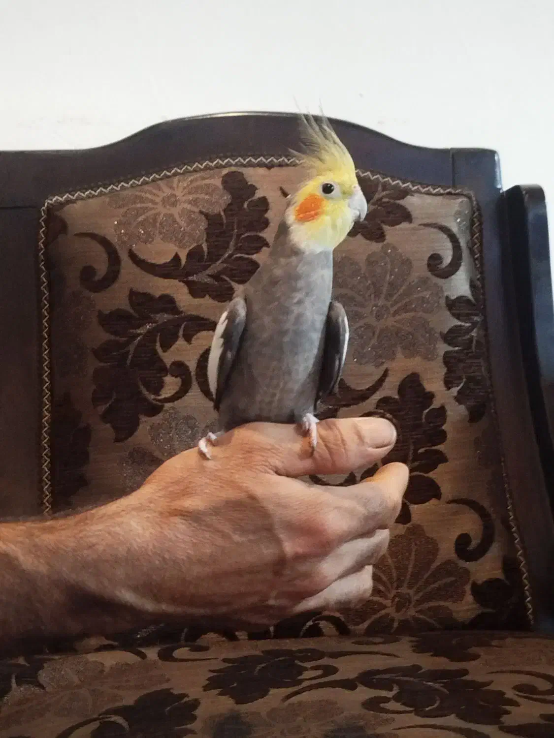 عروس هلندی کاملن دستی|پرنده|نوشهر, |دیوار