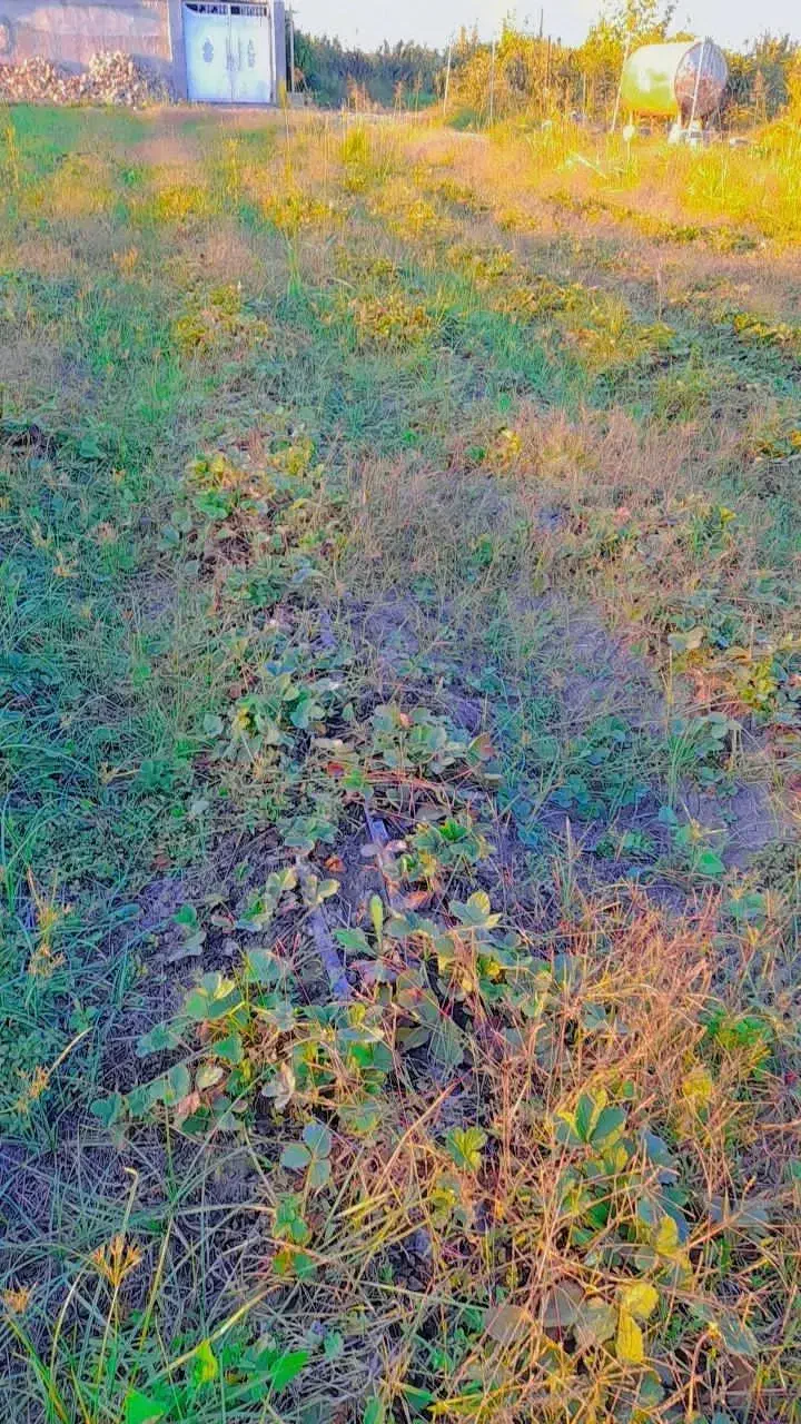 نهال توت فرنگی سابرینا نی ۱۳ تومان|گل و گیاه طبیعی|دلند, |دیوار