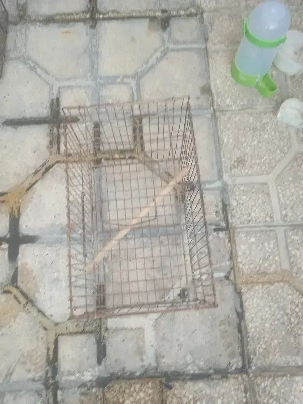 قفس پرنده|لوازم جانبی حیوانات|شیراز, کوشک میدان|دیوار