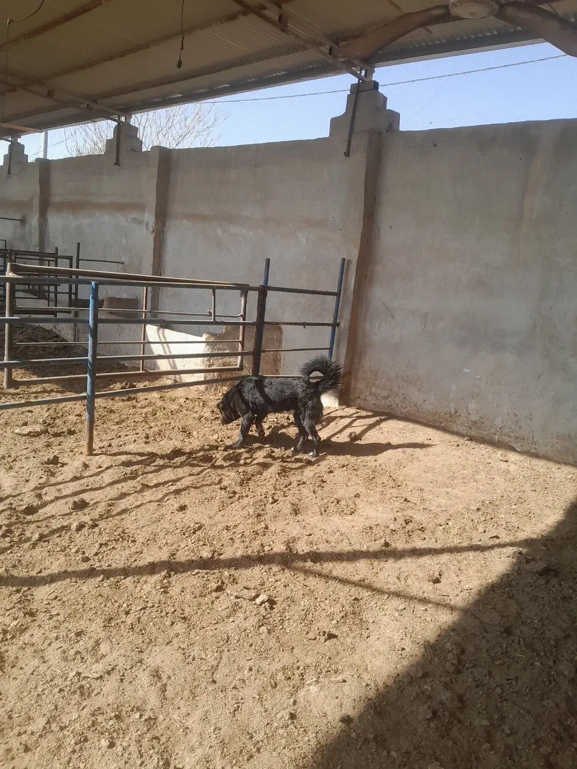 توله سگ|سگ|خمینیشهر, |دیوار