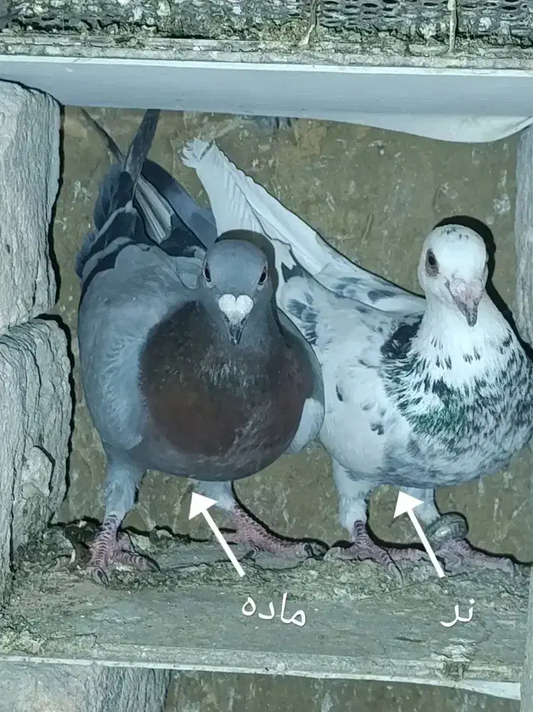 کبوتر شهرستانی|پرنده|پردیس, شهرک صنعتی خرمدشت فاز ۷|دیوار