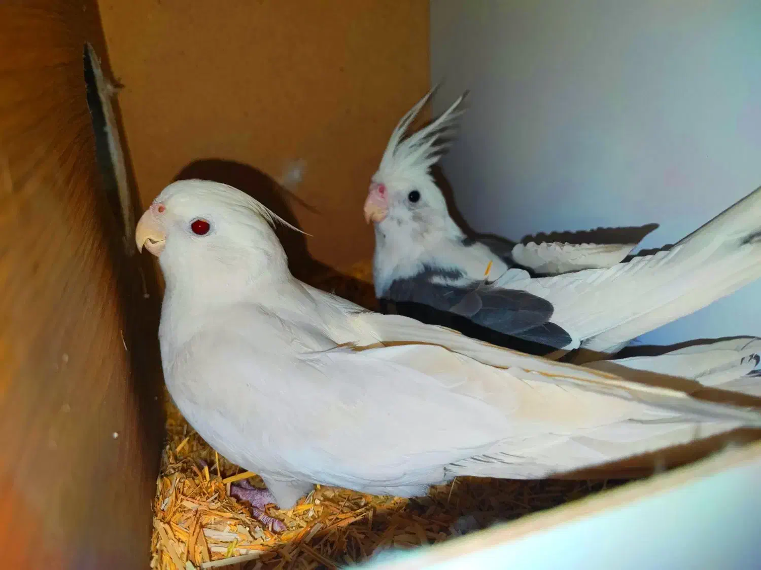 جفت مولد عروس هلندی آلبینو و آلبینو دوکت|پرنده|بم, |دیوار