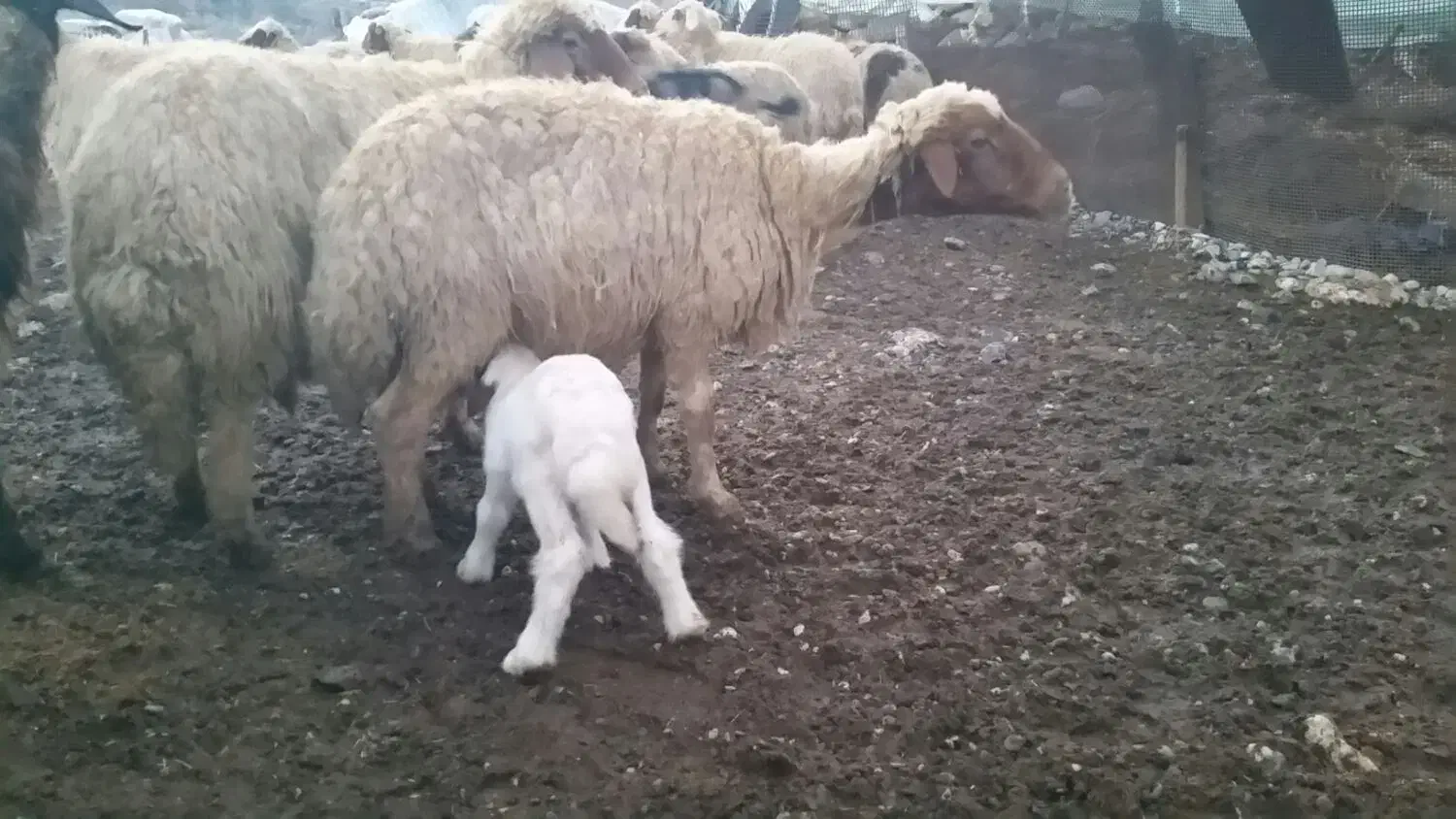 گوسفند وبره شیک صادراتی|حیوانات مزرعه|بدره, |دیوار