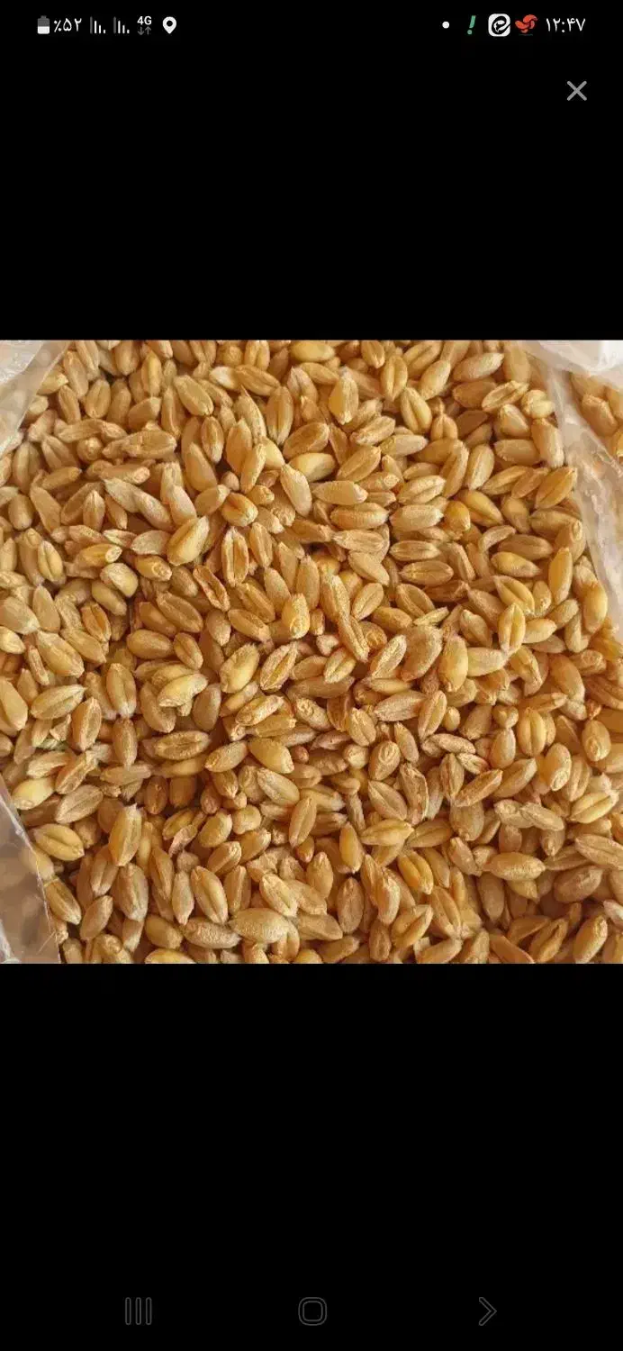 گندم ابی|خوردنی و آشامیدنی|داران, |دیوار