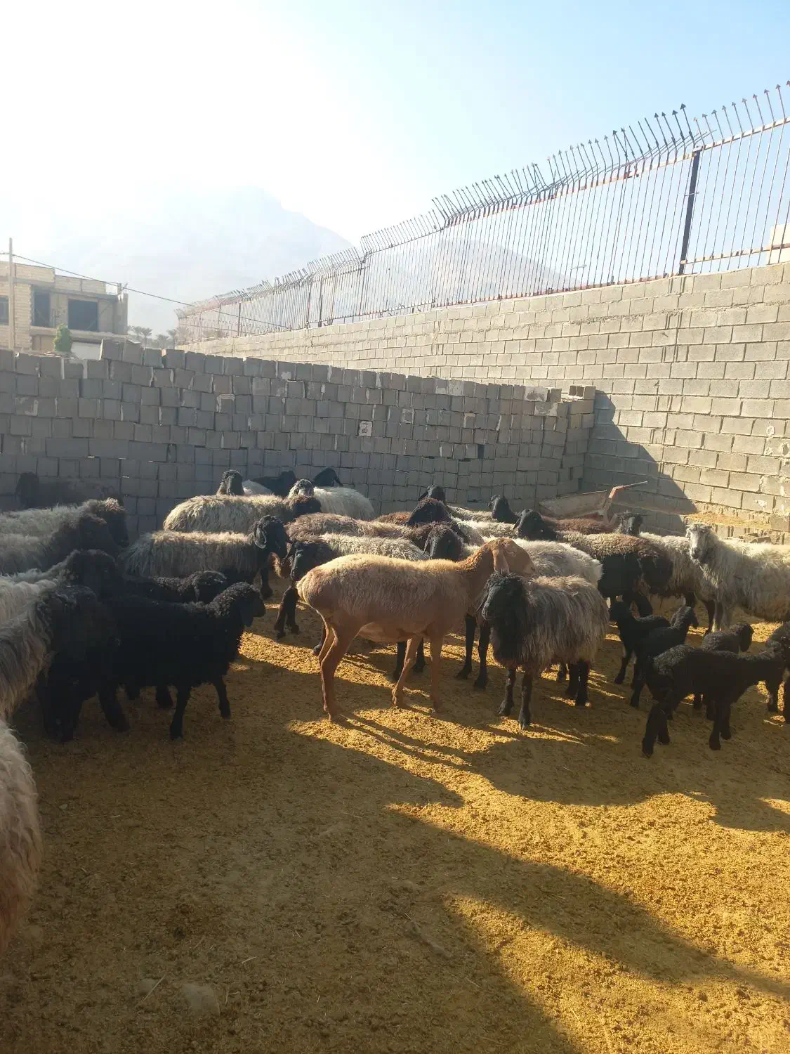 گوسفند|حیوانات مزرعه|جهرم, |دیوار