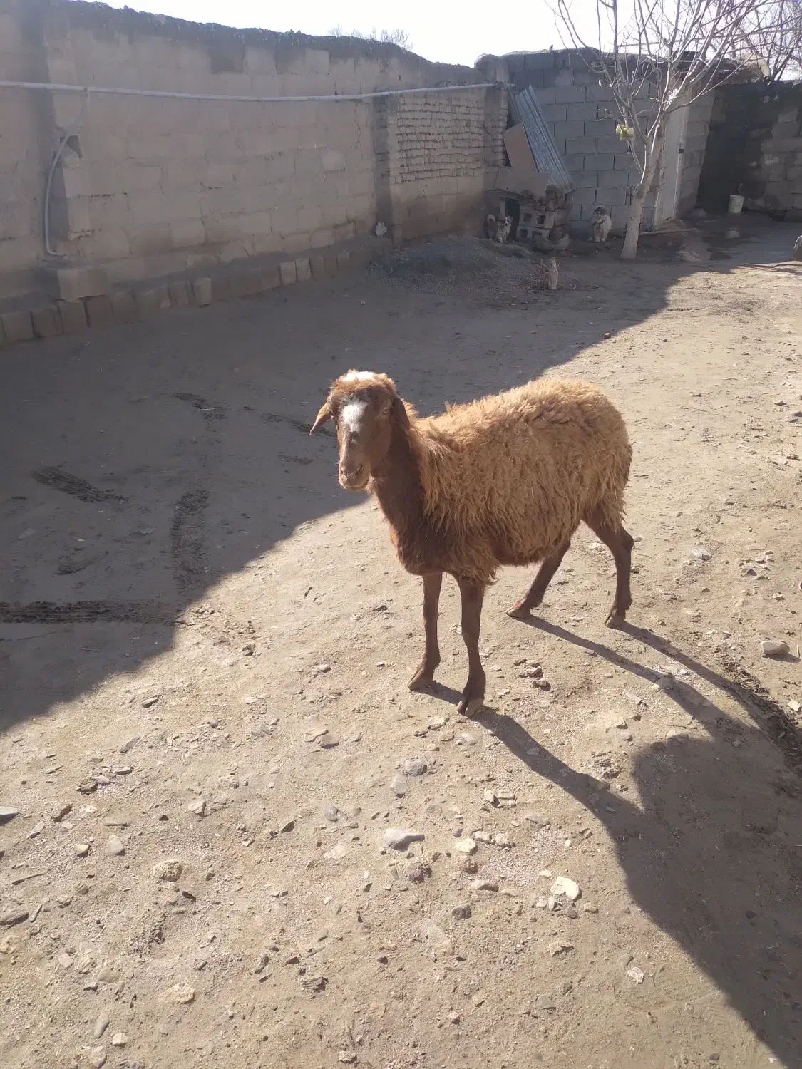 میش جوان آبستن بزغاله هست|حیوانات مزرعه|کنگاور, |دیوار