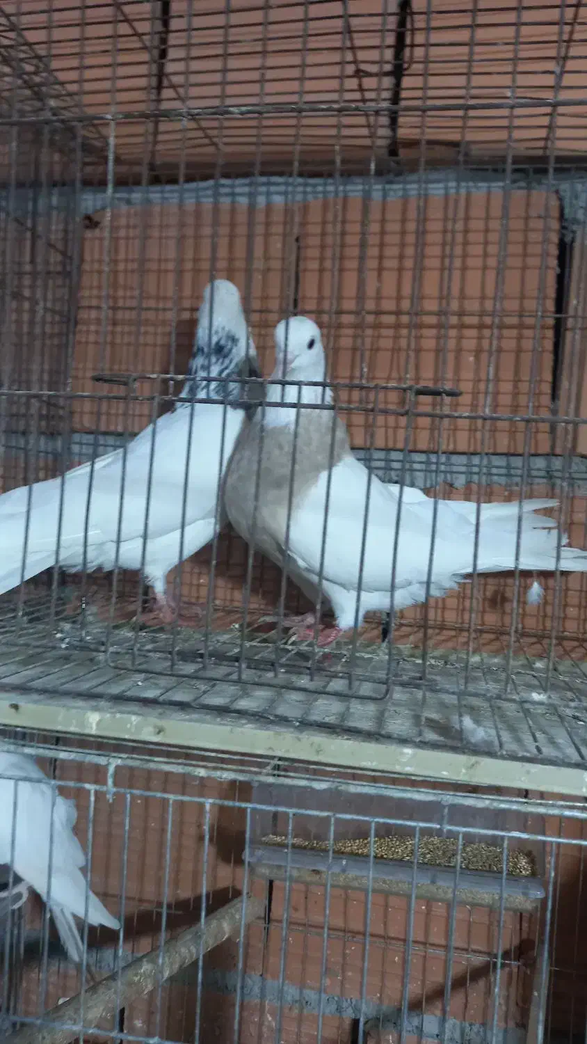 کبوتر رنگی|پرنده|گنبد کاووس, |دیوار