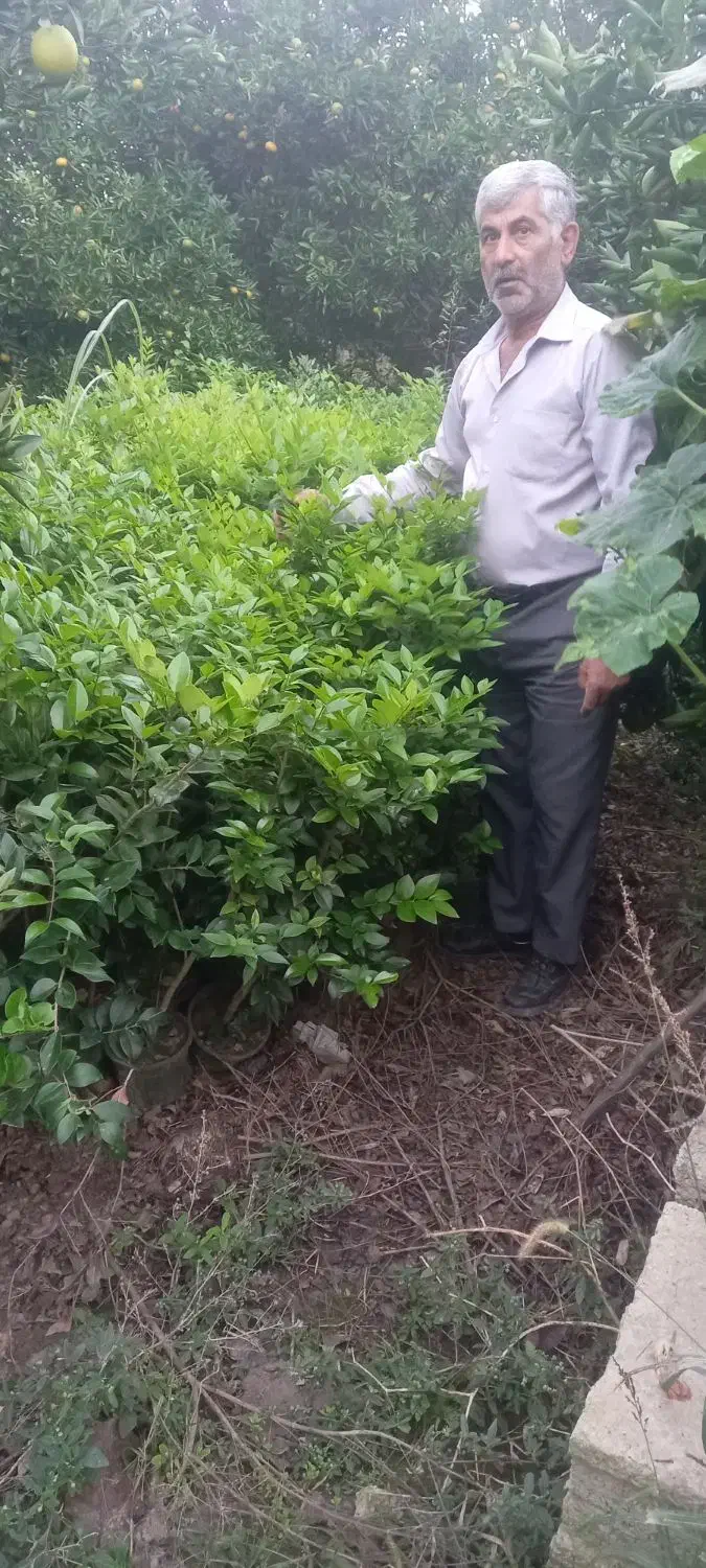 فروش یاس هلندی شمشاد طلایی سبز|گل و گیاه طبیعی|آمل, |دیوار