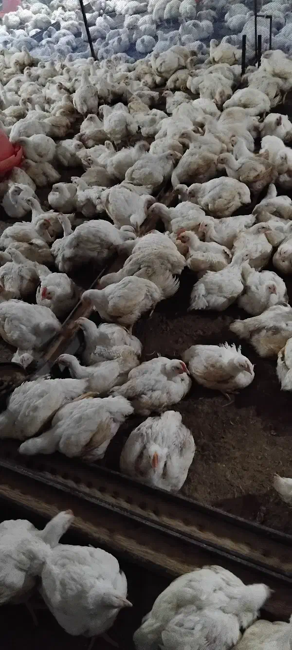 جذب نیروی مرغداری گوشتی|استخدام صنعتی، فنی، مهندسی|بهشهر, |دیوار