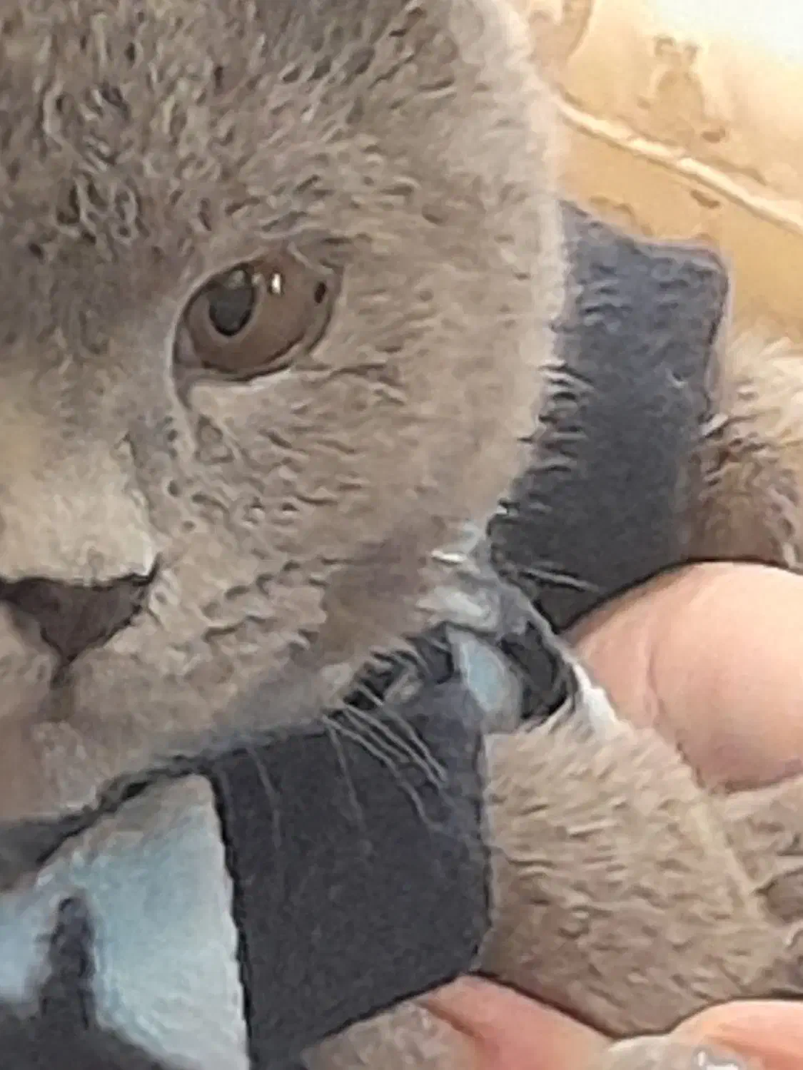 گربه بیریتیش اصیل|گربه|تهران, شمس‌آباد|دیوار