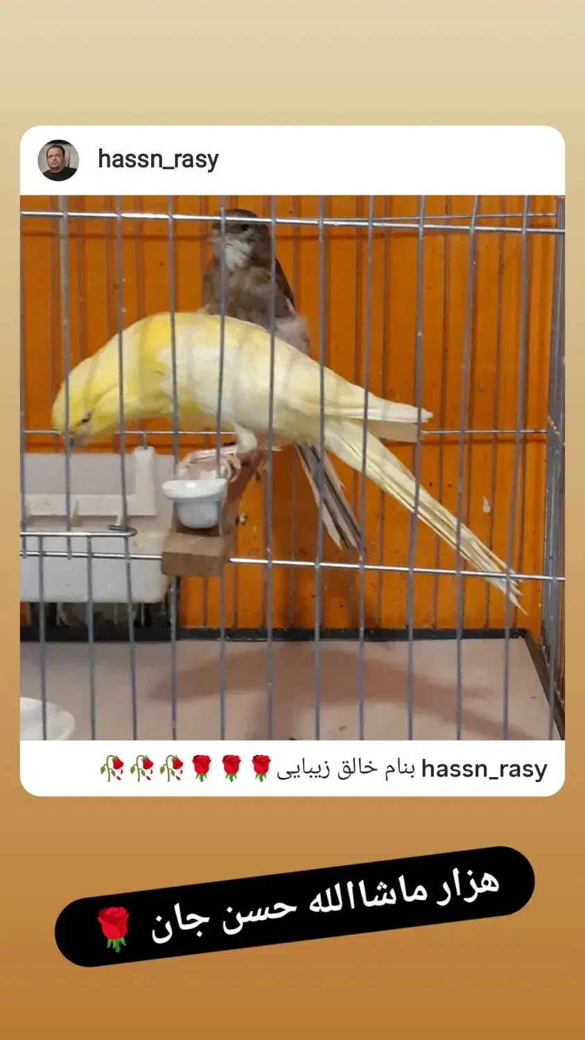 عرضه قناری نر و ماده و لوازم و ملزومات|پرنده|تهران, اسکندری|دیوار