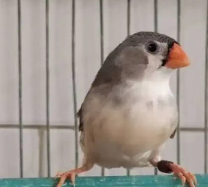 فنچ فروش فوری|پرنده|بیرجند, |دیوار