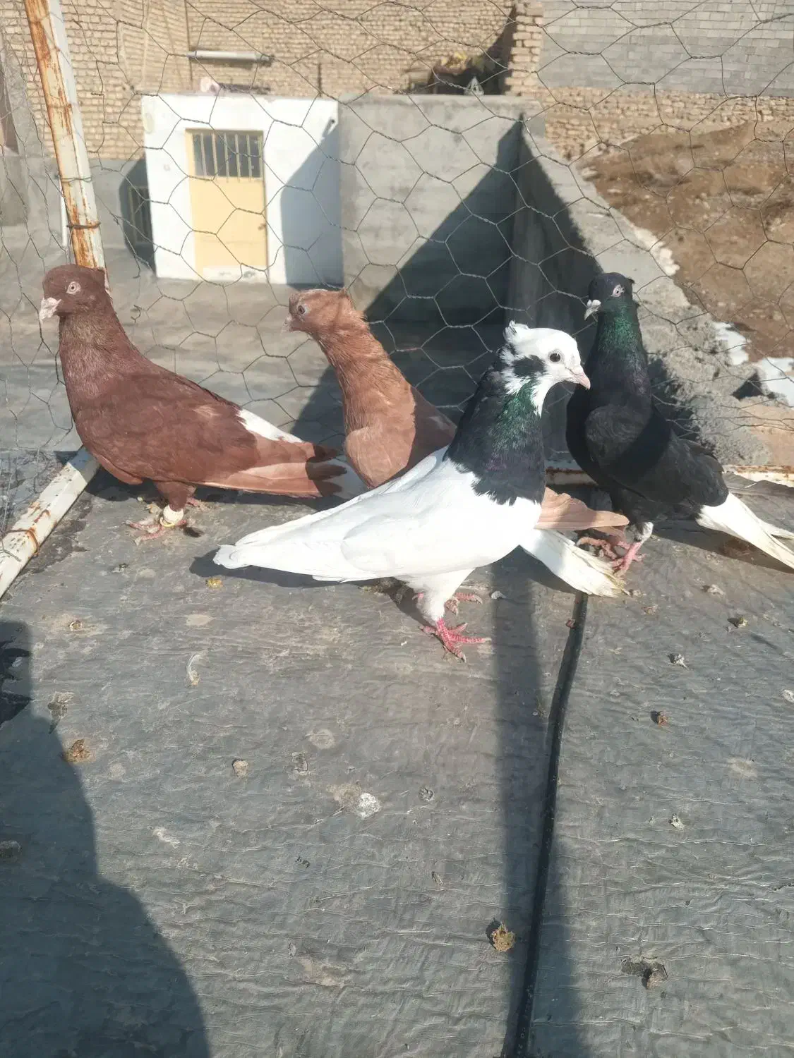 کبوتر|پرنده|بجنورد, |دیوار