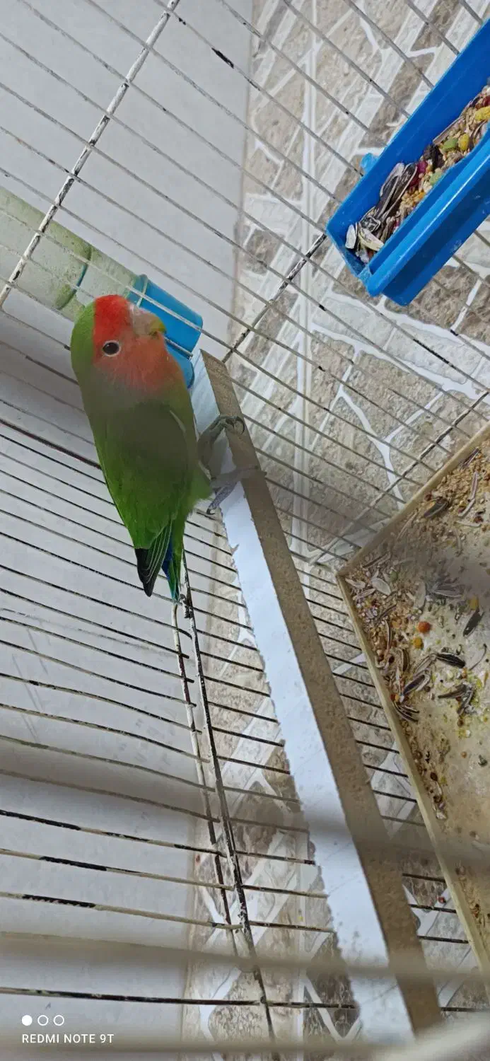 طوطی برزیلی|پرنده|سوری, |دیوار