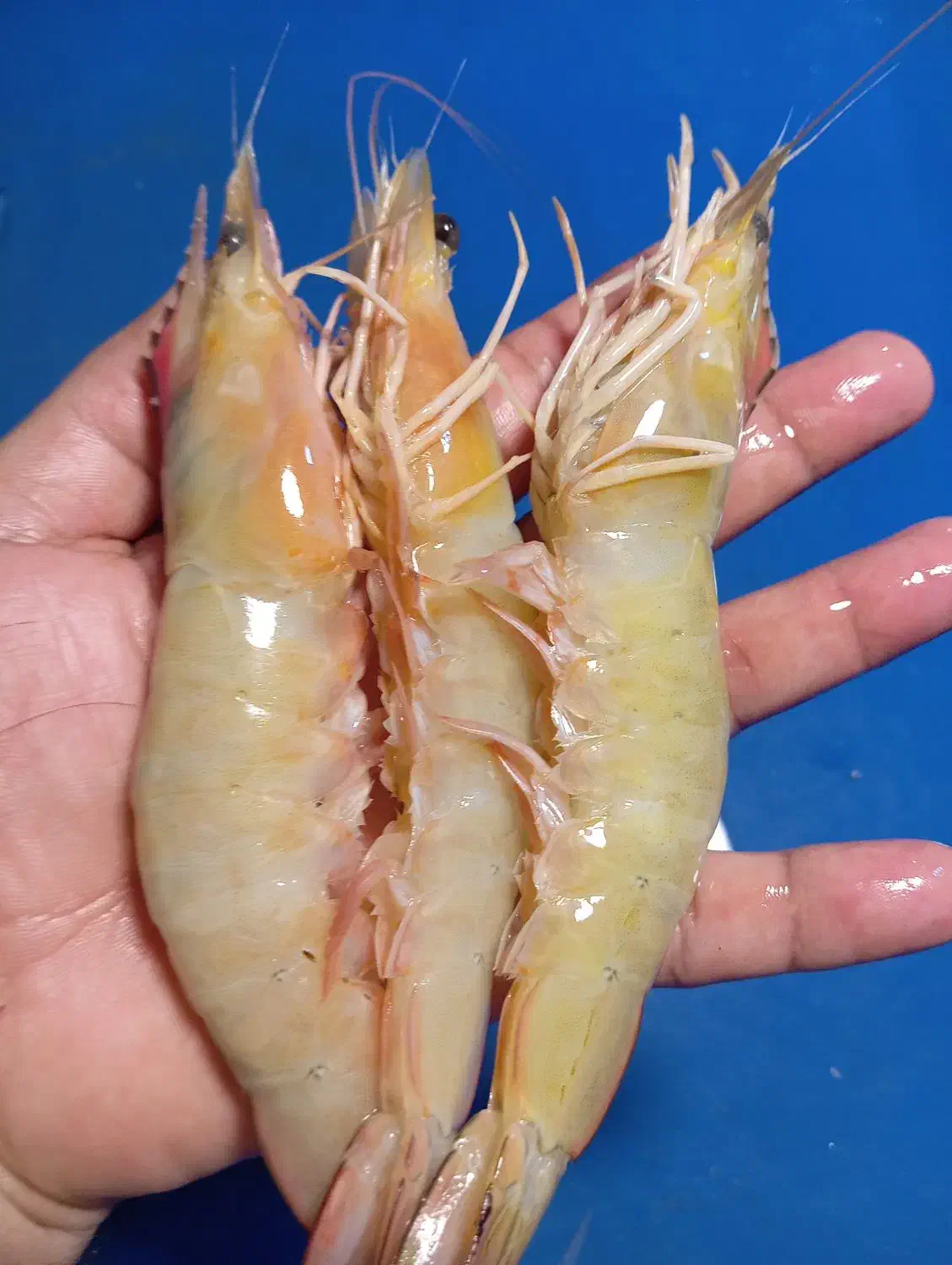 ماهی ومیگو|ماهی|قشم, |دیوار