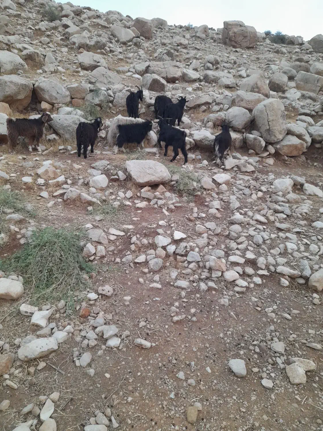 بزغاله نر تمیز کوهی|حیوانات مزرعه|اندیمشک, |دیوار