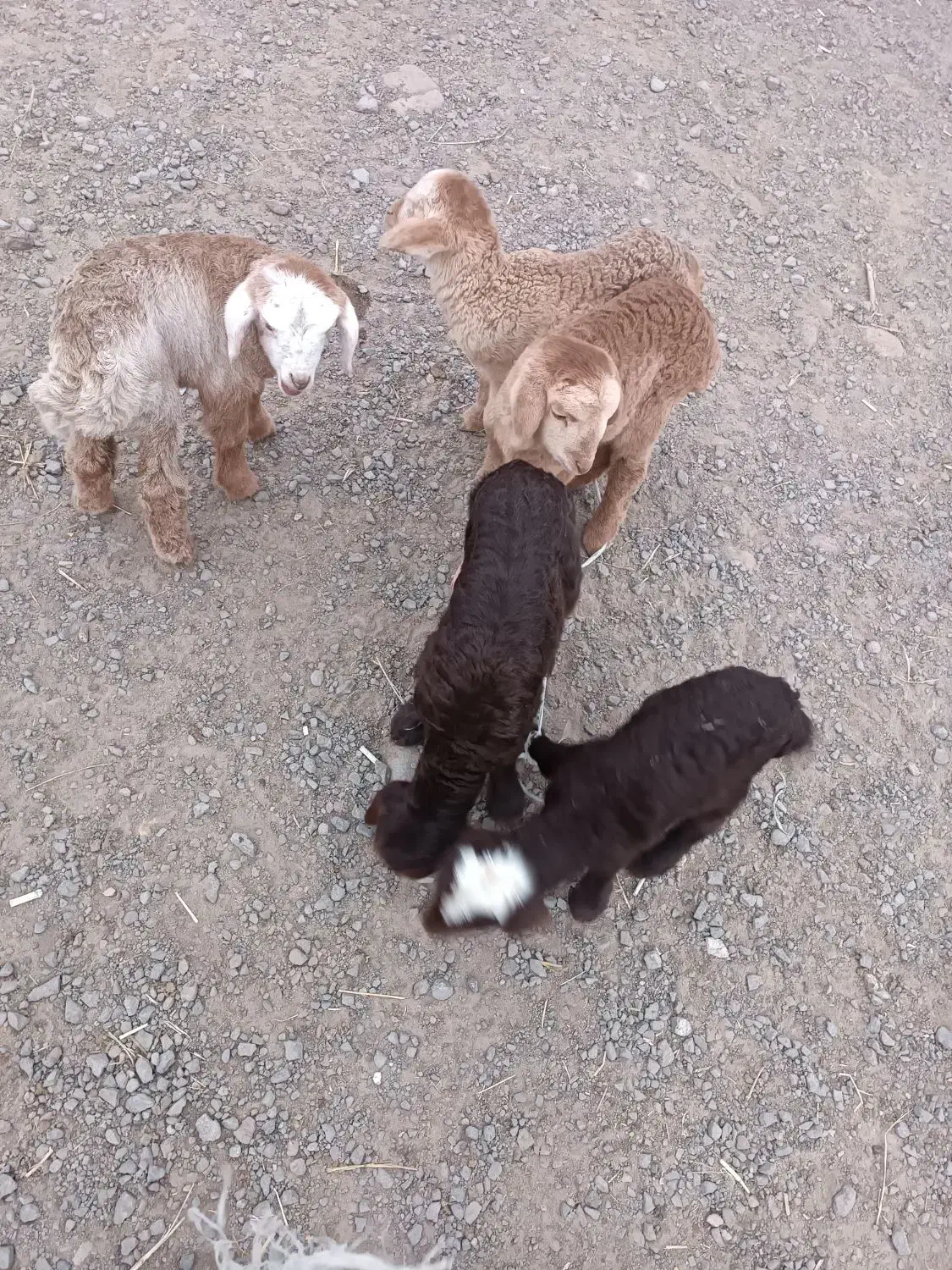 تعدادی نر ماده  قیمت دونه ای پنج هشصد|حیوانات مزرعه|اردبیل, |دیوار