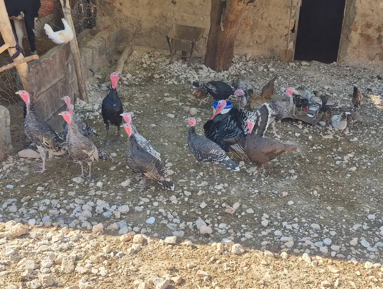 بوقلمون نر و ماده سرحال|حیوانات مزرعه|شباب, |دیوار