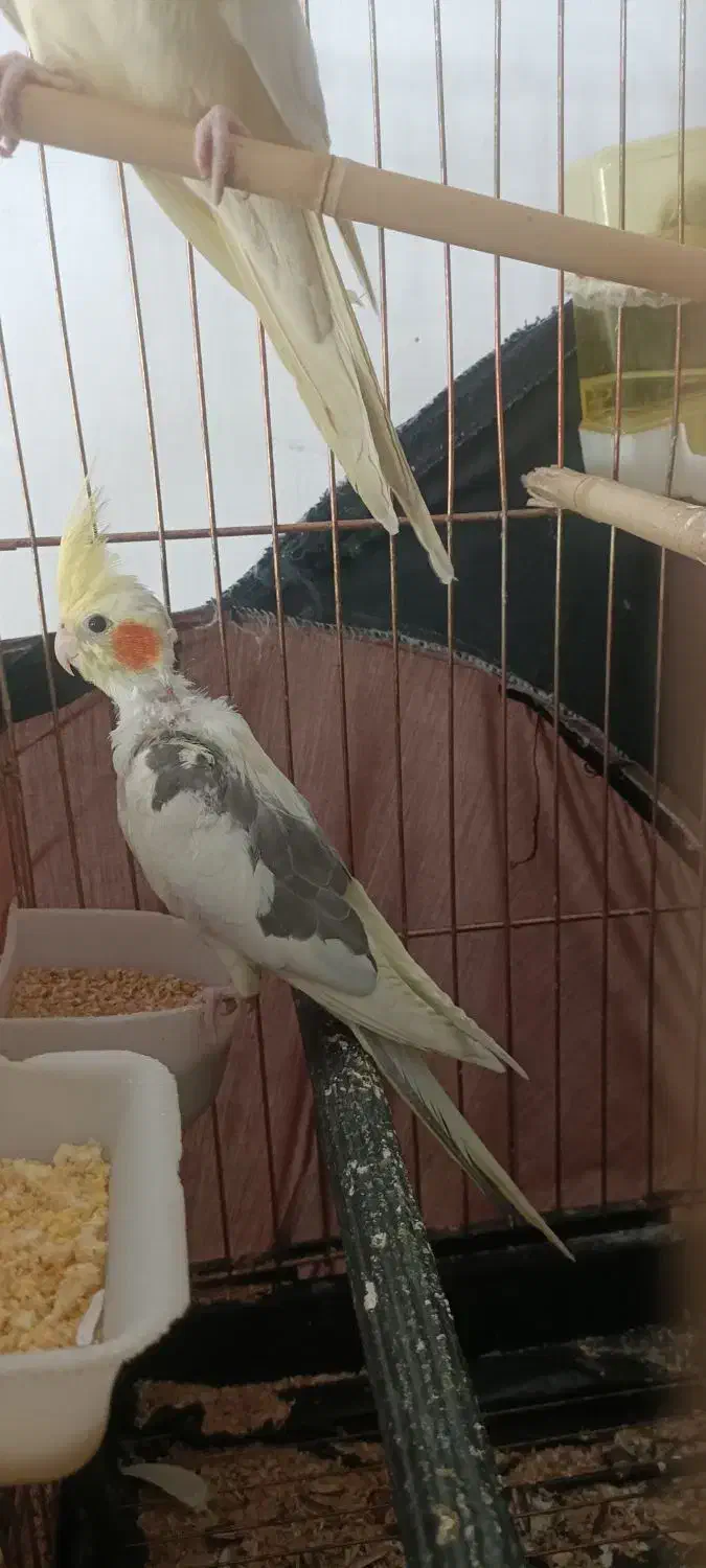 جوجه عروس هلندی|پرنده|بوکان, |دیوار