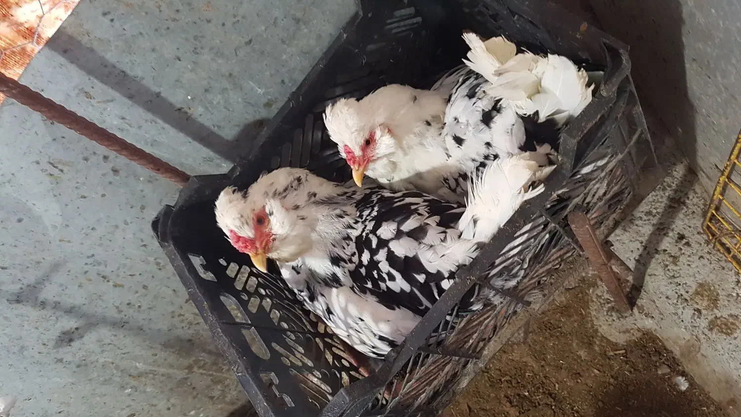 تخم مرغ گلین تازه و اصل|حیوانات مزرعه|اردبیل, |دیوار