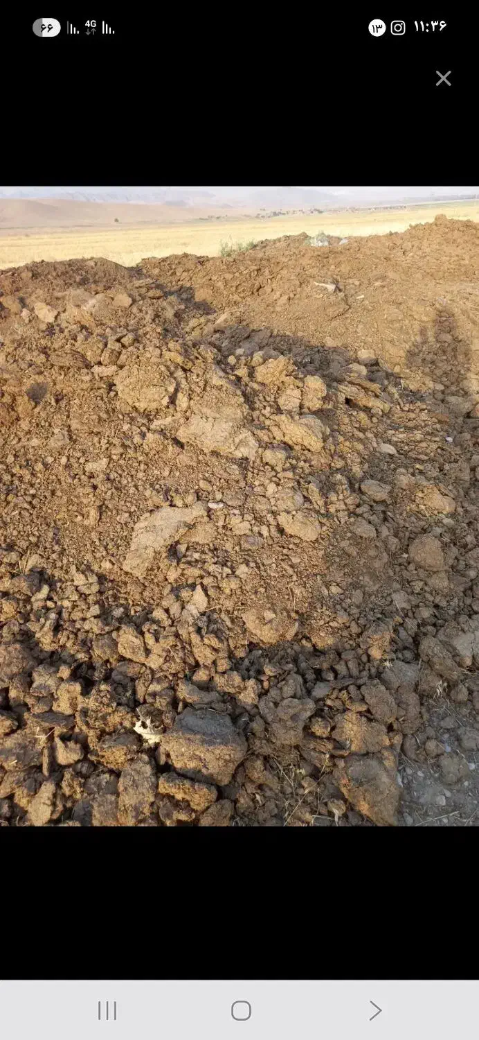 کشاورزی|حیوانات مزرعه|سلیمان, |دیوار