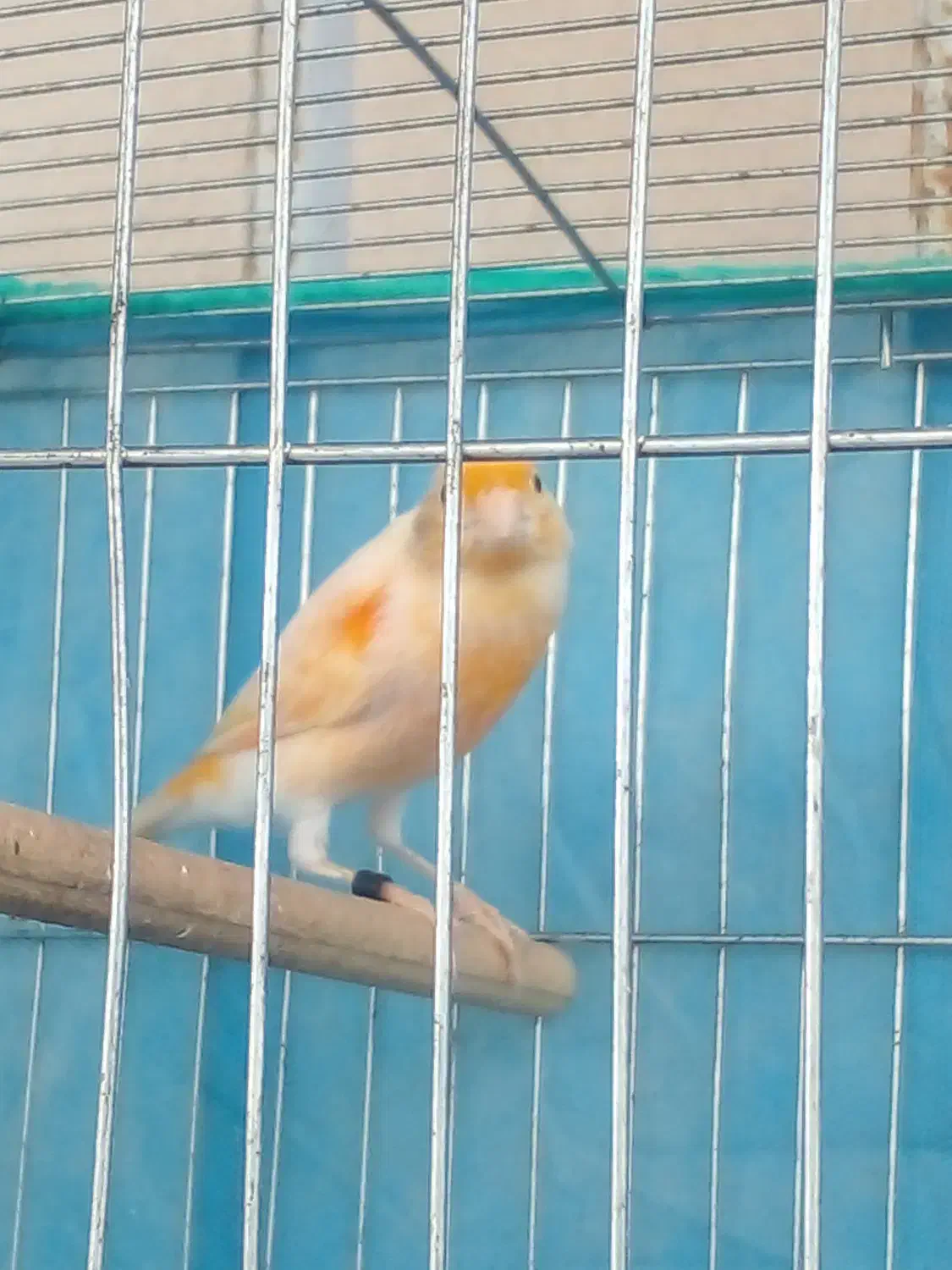 قناری نر ( دستک )|پرنده|کیاشهر, |دیوار