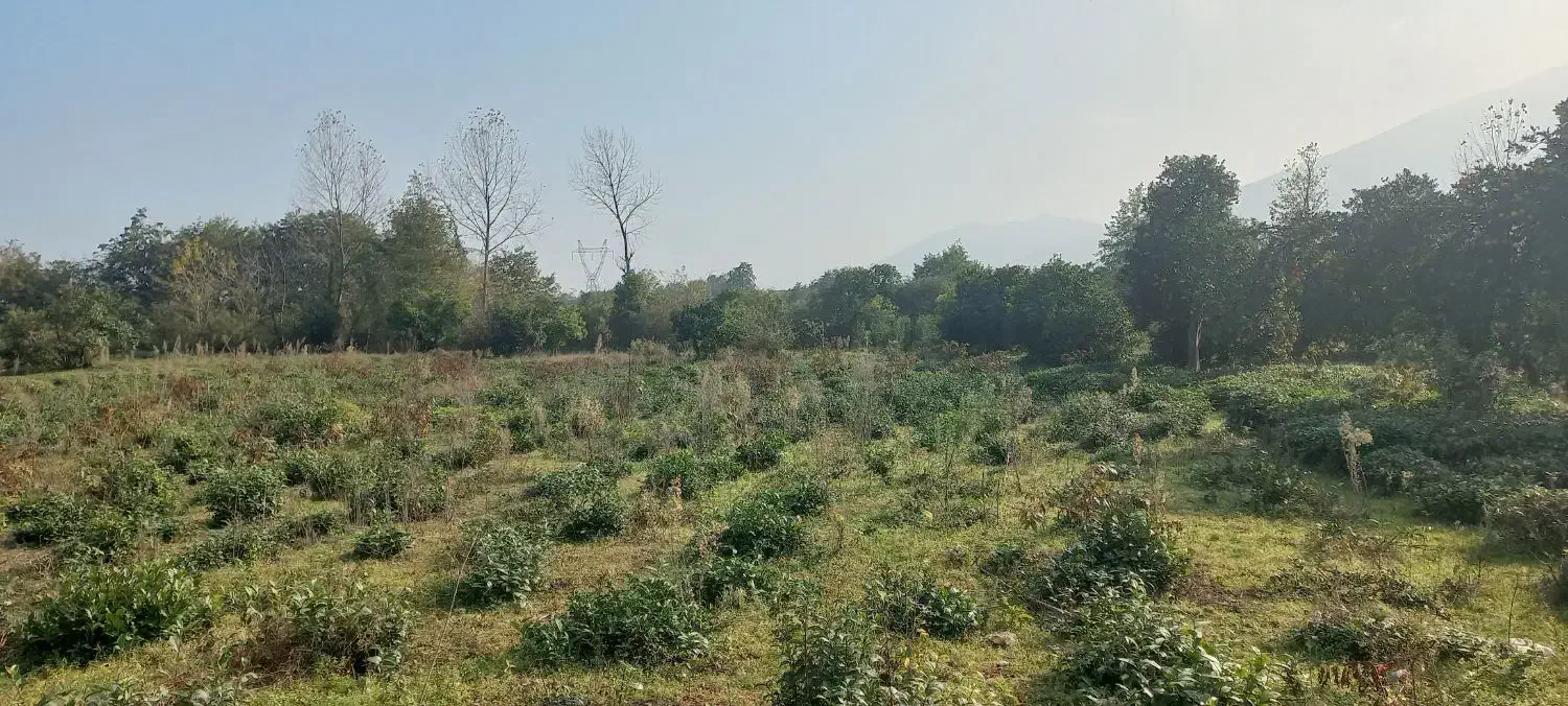 زمین ۶هزارمتری|فروش زمین و ملک کلنگی|چابکسر, |دیوار